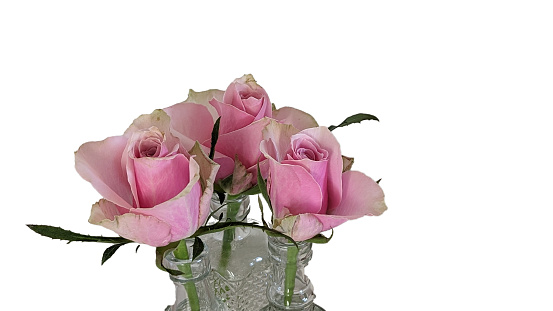 Close up of three pink roses