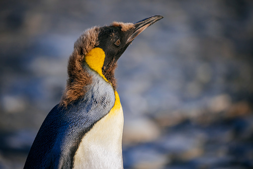 close up of the head of a king penguin, Aptenodytes patagonicus, in a breeding and recovery station. During the summer in the South Atlantic.