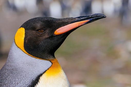 The king penguin is the second largest species of penguin, smaller, but somewhat similar in appearance to the emperor penguin.