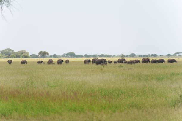 A herd of elephants in the savannah