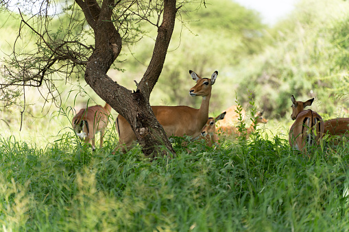 A selective focus shot of antelopes in the savannah