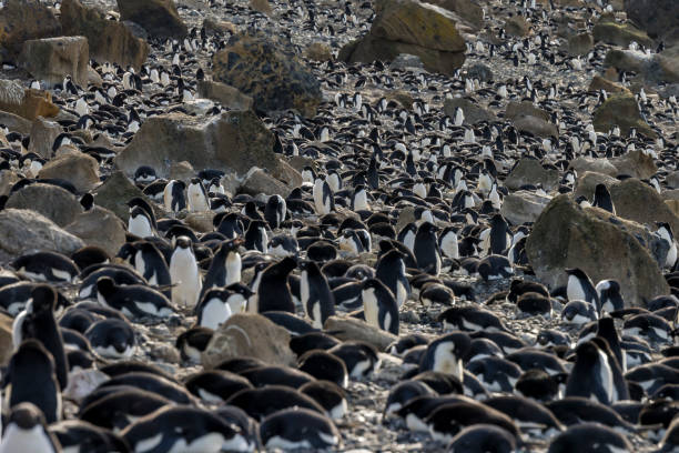 istock Adelie penguins (Pygoscelis adeliae) at Brown Bluff, Antarctic Peninsula 1455063167