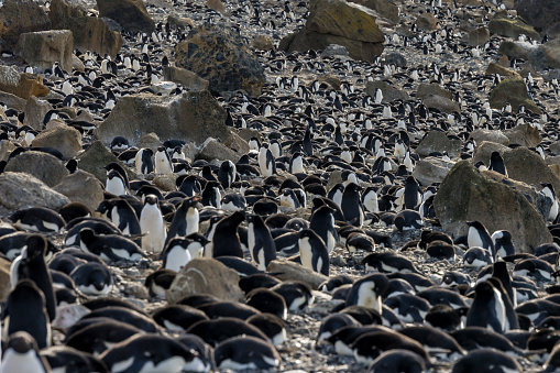 Adelie penguin colony at Brown Bluff, Antarctic Peninsula