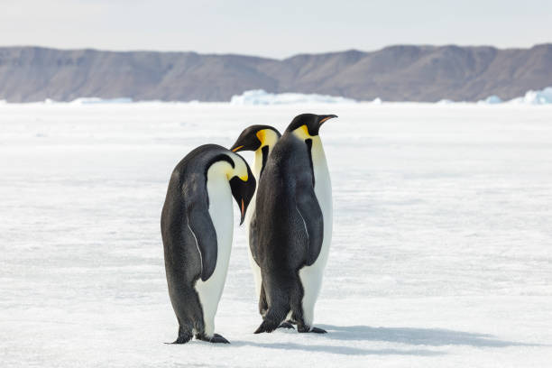 istock Emperor penguins (Aptenodytes forsteri), on fast ice, Weddell sea, Antarctic Peninsula. 1455063368