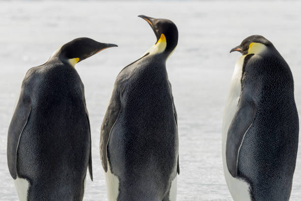 istock Emperor penguins (Aptenodytes forsteri), on fast ice, Weddell sea, Antarctic Peninsula. 1455063371