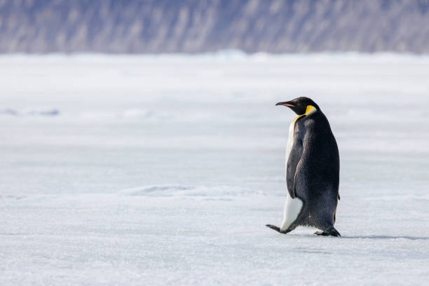 close up of the head of a king penguin, Aptenodytes patagonicus, in a breeding and recovery station. During the summer in the South Atlantic.