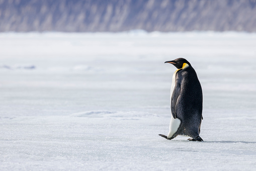 The emperor penguin is the tallest and heaviest of all living penguin species and is endemic to Antarctica.
