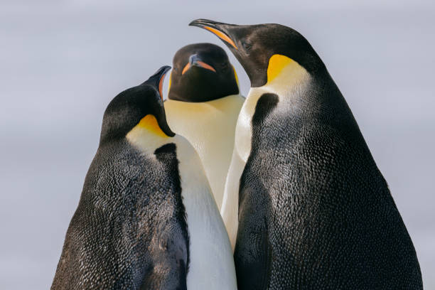istock Emperor penguins (Aptenodytes forsteri), on fast ice, Weddell sea, Antarctic Peninsula. 1455063436