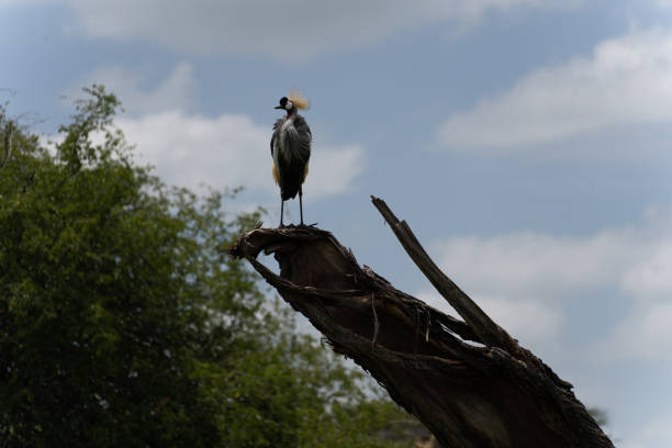 A selective focus shot of grey crowned crane (balearica regulorum)