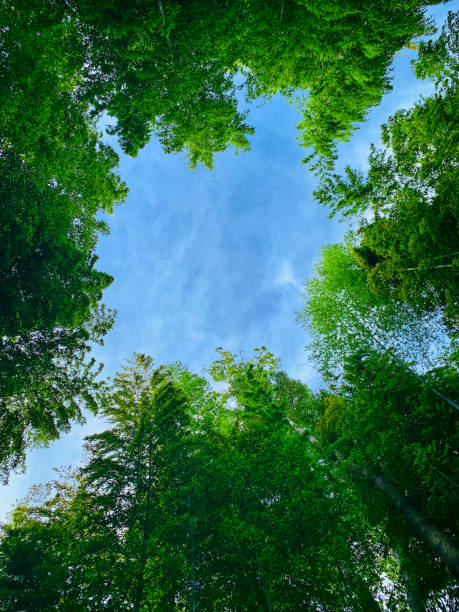 日本の竹林の真ん中にある空を見上げる。竹の印象的な王冠の天蓋を作成します - nobody forest landscape cloud ストックフォトと画像