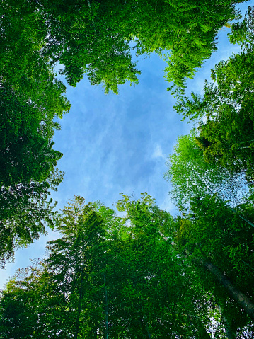 Looks up view at sky in the midst of Japanese bamboo forests. Creates an impressive crown canopy of the bamboo.