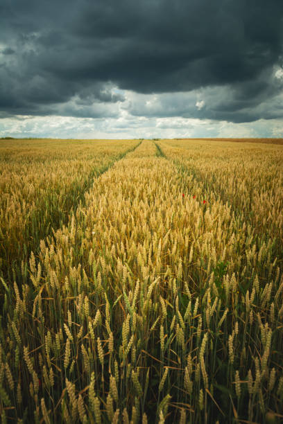istock Wheel tracks in a grain field and dark clouds, Staw, Poland 1455065083