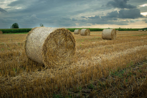 istock Round straw bales in the field and overcast sky 1455065113
