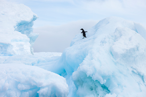 Gentoo penguins in the Antarctic walking on the snow in front of a large snowy mountain range