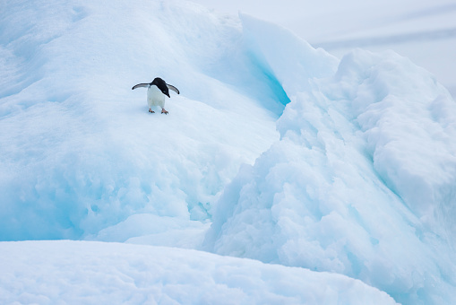 The Adélie penguin is a species of penguin common along the entire coast of the Antarctic continent, which is the only place where it is found.