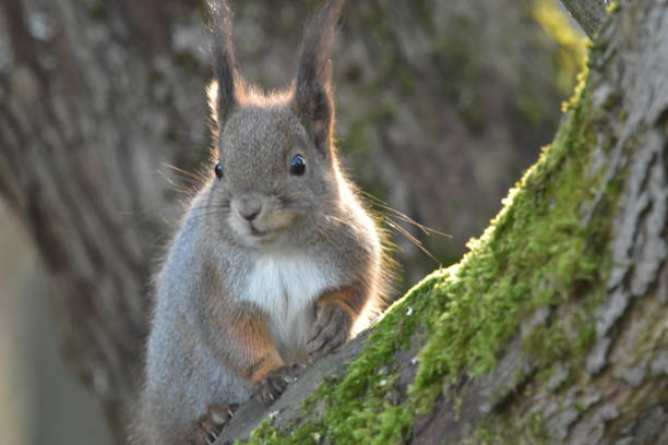 istock Close-up shot of a squirrel on a tree 1455065702