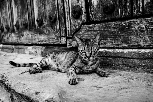 A grayscale of a beautiful cat lying near the wooden door