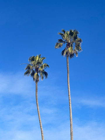 View of two palm trees with a blue sky background