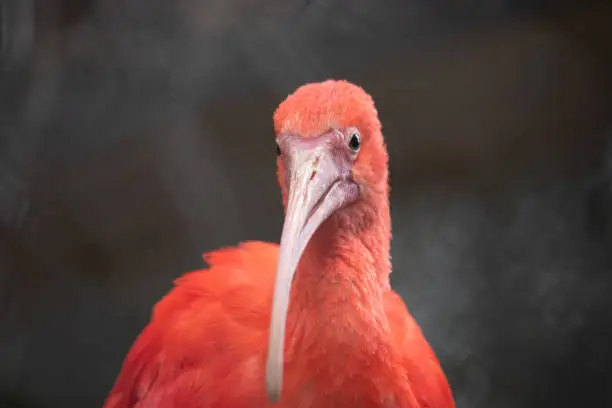A closeup of a red scarlet ibis bird on a blurred background