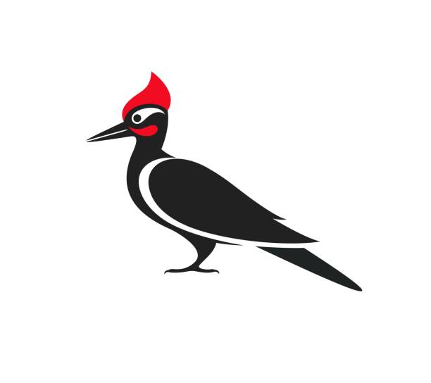 Woodpecker logo. Isolated woodpecker on white background Vector EPS10 dendrocopos major stock illustrations