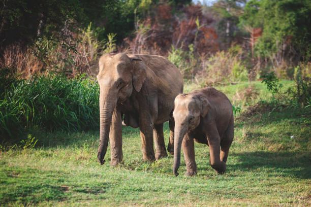 шри-ланкийская слоновая корова с ребенком в национальном парке миннерия шри-ланка - sri lankan elephants стоковые фото и изображения