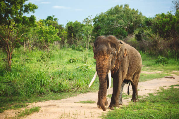 Male Asian Elephant in Sri Lanka Minneriya National Park stock photo