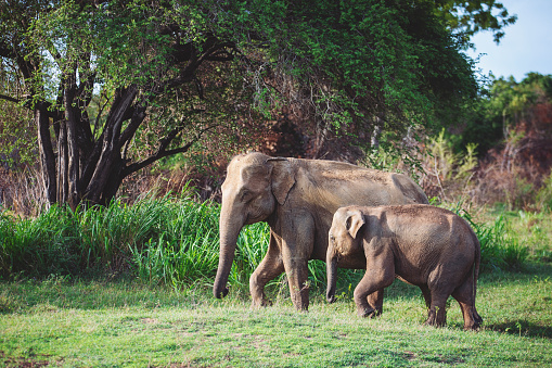 Male Asian Elephant in Sri Lanka Minneriya National Park