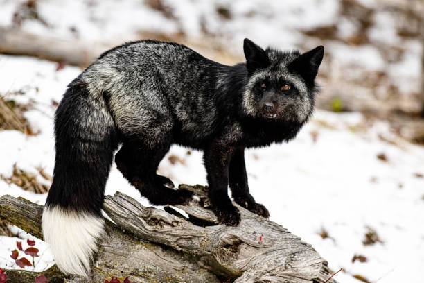 istock Silver fox standing on a tree bark in the forest on a snowy winter day 1455069734