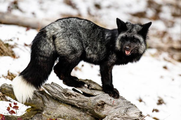 istock Silver fox standing on a tree bark in the forest on a snowy winter day 1455069735