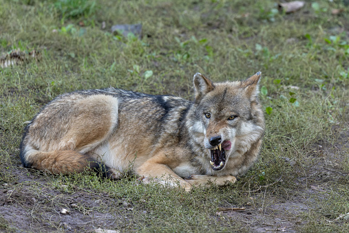 Snarling eurasian wolf (Canis lupus lupus) lying on the forest floor.