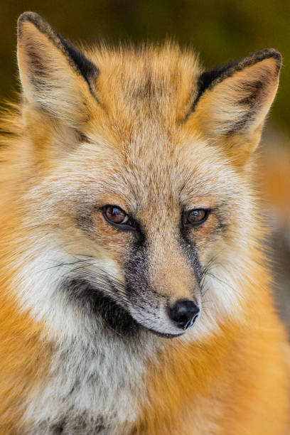 istock Eastern American red fox in the forest on a blurred background 1455070669