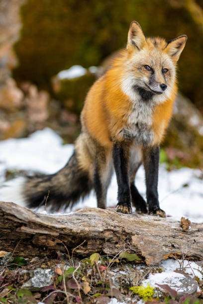 istock Eastern American red fox in the forest on a blurred background 1455070674