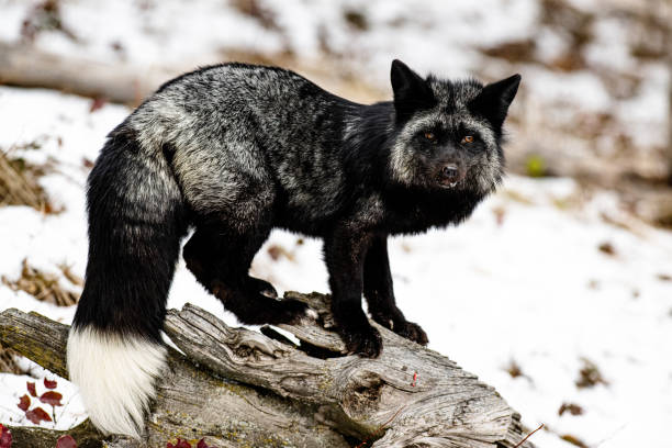 istock Closeup of a black fox in the forest during winter 1455071016