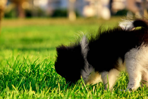 istock cute fluffy pomeranian puppy in the park 1455071080