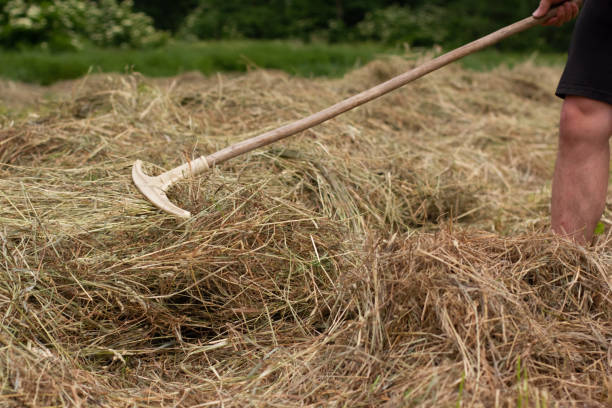 istock Man farmer turns the hay with a hay fork 1455071292