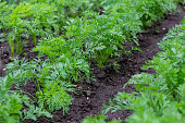 An agricultural field where a large number of carrots grow. Green carrot sprouts on the field for food. Organic food. Macro