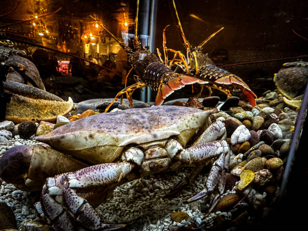 A closeup shot of hermit crab on the sea