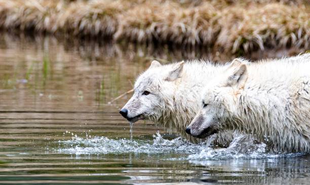 White Arctic wolves drinking water from a river in their natural habitat