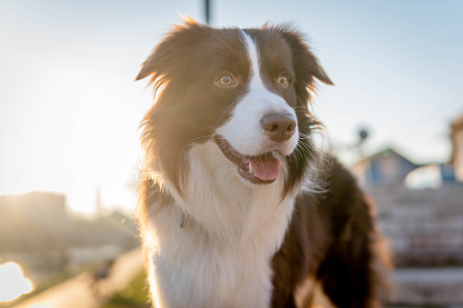 Cute border collie dog playing at sunset