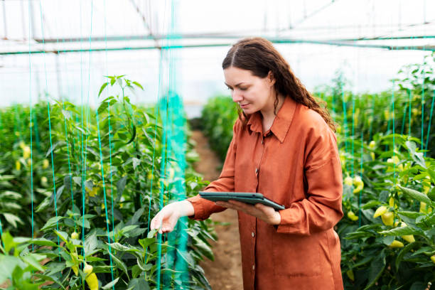 istock Young woman working in greenhouse using digital tablet 1455073707