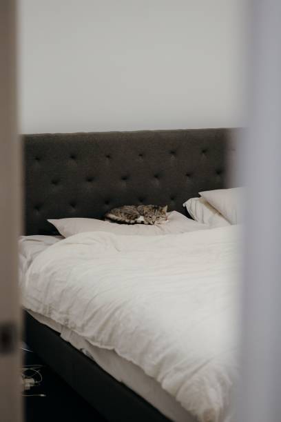 istock Vertical shot of the cute cat lying in the bed on the pillow 1455073728