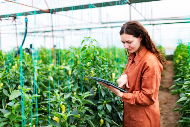 istock Young woman working in greenhouse using digital tablet 1455074042