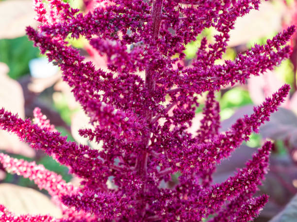 inflorescência do amaranto vermelho amaranthus cruentus - amaranthus cruentus - fotografias e filmes do acervo