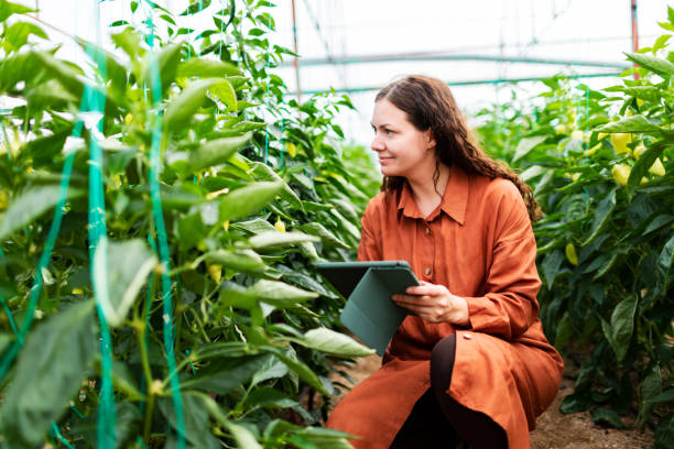 istock Young woman working in greenhouse using digital tablet 1455074348