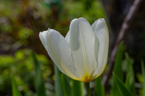 Close-up of purple tulips in the garden.