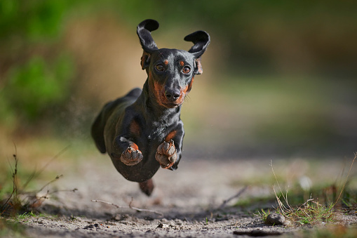teckel or dachshund having fun