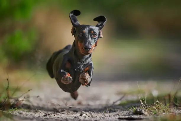 Hondenfotograaf.be Kurt Pas teckel or dachshund having fun