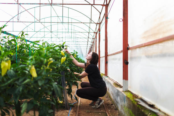 istock Young woman working in greenhouse using digital tablet 1455075235