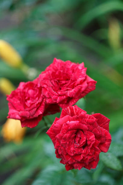 istock Marble rose in the summer garden 1455075520