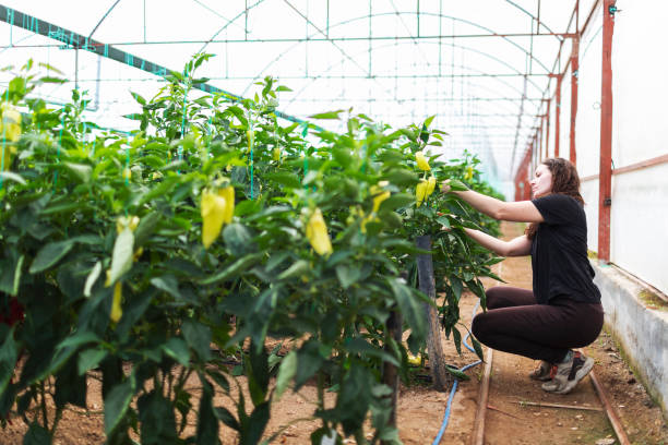 istock Young woman working in greenhouse using digital tablet 1455075679